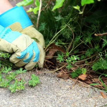 Sådan slipper du for ukrudt under hækken
